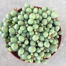 Check spelling or type a new query. Filicalis Fairyblooms Succulent Gardening Planting Succulents Succulents