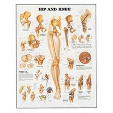 Detailed Hip Knee Human Bone Anatomy Diagram Anatomical Orthopaedic Wall Chart Ebay