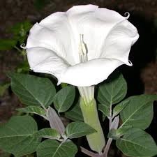 Datura, also called devil's trumpet for its magnificent inflorescence, is a very interesting and ornamental shrub. Datura Ballerina Purple Seeds Plant World Seeds