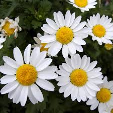 Image result for foto Kopretina