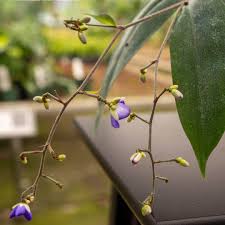 Image result for Dichorisandra