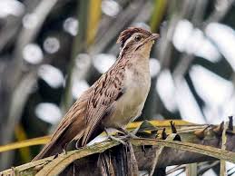 Striped cuckoo (tapera naevia), version 1.0. Photos Striped Cuckoo Tapera Naevia Birds Of The World
