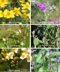 Image result for Bidens schimperi