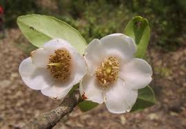 Image result for Pentaphylacaceae