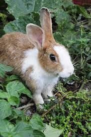 As of 2017, there were at least 305 breeds of domestic rabbit in 70 countries around the world. Brown And White Bunny Rabbit Stock Photo Picture And Royalty Free Image Image 15434780
