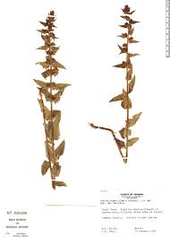 Image result for Alectra sessiliflora