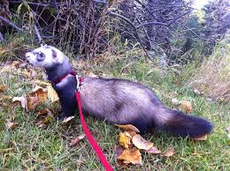 ferret colors and patterns