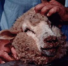 Goat kids may spread orf from their mouths to the teats of their mothers. Orf Disease Wikipedia