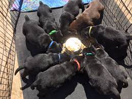 These fox red lab puppies are energetic, playful, loving, loyal, & make great family pets! Yellow Black Chocolate Labrador Puppies For Sale In Ontario Asklar Labradors