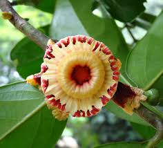 Image result for Napoleonaea