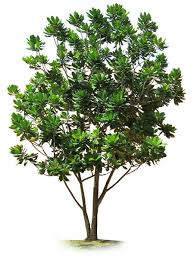 Image result for Barringtonia asiatica