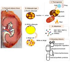 Image result for Beige 1983 Caloric