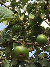 Image result for Vangueria