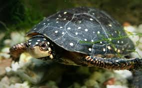 Indian spotted turtle for sale (geoclemys hamiltoni) $99.99. A Guide To Caring For Pet Spotted Turtles