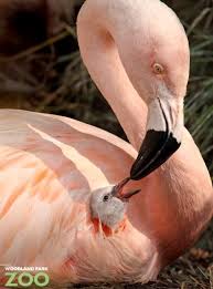 Zooborns Beautiful Birds Flamingo Cute Animals