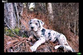 Sep 12, 2020 · browse the widest, most trusted source of great pyrenees puppies for sale. Great Dane Puppies 2m 2f Ckc Registered 8 Weeks For Sale In Pensacola Florida Classified Americanlisted Com