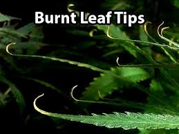 How To Fix Cannabis Nutrient Burn Pics Symptoms