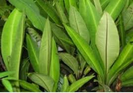 Bumn malaysia menyatakan minat terhadap komoditas jagung dan rumput laut kabupaten selain jagung, marditec juga meminati komoditas rumput laut. 19 Manfaat Daun Fatimah Untuk Kesehatan Tubuh Manfaat Co Id