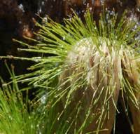 Image result for Hydrostachys polymorpha