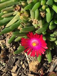 Image result for Carpobrotus
