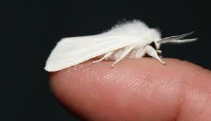 It's been compared to a fluffy dog, a pokemon character and a power rangers villain — but whatever it is, the venezuelan poodle moth has captured the internet like mothra in a bad japanese movie. Macro Photography Of A Little Known Poodle Moth That Looks Like A Fairy Artfido