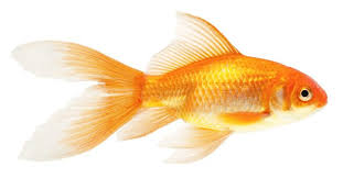 23 Awesome Types Of Goldfish And How To Easily Tell Them