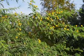 Image result for Acacia fleckii