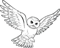 It will be great if you color the beak and legs of an owl in. Printable Owl Coloring Pages Hard And Easy 101 Coloring