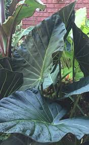 Image result for Polycarpaea eriantha