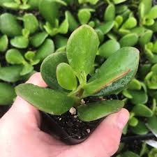 Image result for Crassula rhodesica