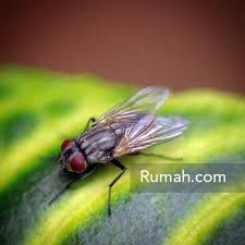 Ada lalat masuk rumah malam hari. Jurus Jitu Agar Rumah Bebas Serangga Rumah Dan Gaya Hidup Rumah Com