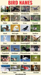 Birds Images With Names In English Amatwallpaper Com