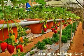 Kundasang l desa dairy farm l strawberry farm l travel vlog. Writing Fren Kundasang Strawberry Garden