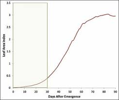 Irrigation Management Water Sensitivity Of Cotton Growth