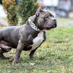 Best Extreme Pocket American Bully Puppies For Sale