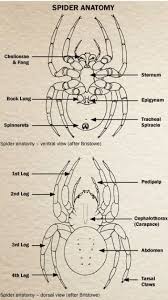 Book Excerpt Basic Spider Anatomy Pct Pest Control Technology Kingfisher Kingfisher Wallpaper Spider Art Spider Illustration Spider Pictures