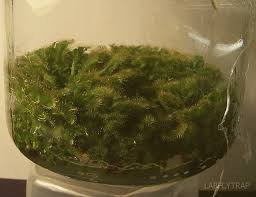 Image result for Drosera burkeana