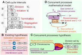 Escherichia coli (e.coli) are very common bacteria in the gastrointestinal tract, and part of the normal bacterial flora. Concurrent Processes Set E Coli Cell Division Science Advances