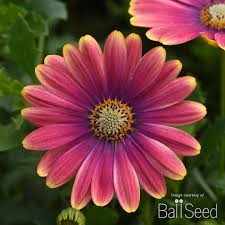 Image result for Osteospermum