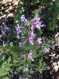 Image result for Hypoestes