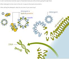 Fractionations Of Cellular Membranes. (A) Detergent-Based... | Download  Scientific Diagram
