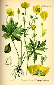 Pflanzen In Deutschland Botanische Zeichnungen Pflanzenzeichnung Natur Illustration