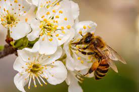 > a bee visits a meadow planted for pollinators in somerset, new jersey. Plant Reproduction Strategies Science Games Legends Of Learning