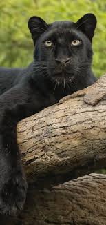 Check spelling or type a new query. Animal Black Panther Mobile Abyss