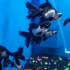 The deep black color spread right to the edges of the fins but the eyes of this variety protrude from its head. Panda Butterfly Telescope Goldfish Pet Topia