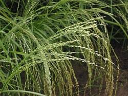 Image result for Eragrostis friesii