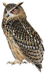 Image result for Bubo