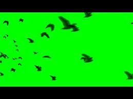 Hd Bird Flock Flying Away Youtube Free Green Screen Green Screen Video Backgrounds Flock Of Birds