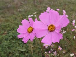 Image result for Cosmos bipinnatus