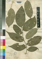 Image result for Olacaceae